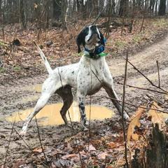 German Longhaired Pointers from Doug's Pups