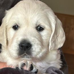 Cedar - Light golden female Golden Retriever puppy in Hastings, Michigan from Teresa Stevens