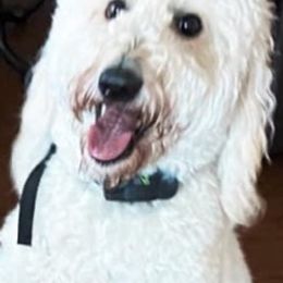 Goldendoodles from C&C Doodles