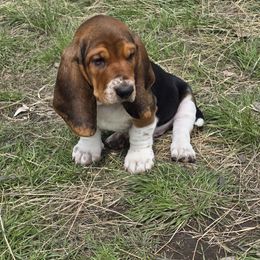Basset Hound Puppies from Montana Bassets