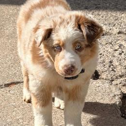 Breeze - Australian Shepherd