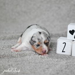 Girl 2 - Blue merle female Australian Shepherd puppy in Rochester, Massachusetts from Clover Creek Aussies