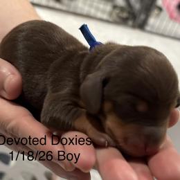 Blue Collar - Chocolate and tan male Dachshund puppy in Belfair, Washington from Devoted Doxies, Lorraine’s Yorkies