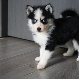 Red - Black and white Pomsky puppy in Los Angeles, California from CaliMex Pomskies