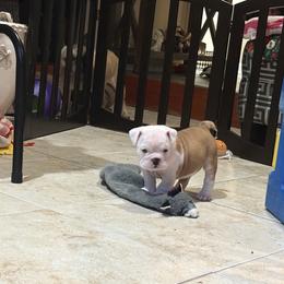 Lavender - Red and white female Bulldog puppy in Harrisburg, Pennsylvania from KnockDown Bulldogs