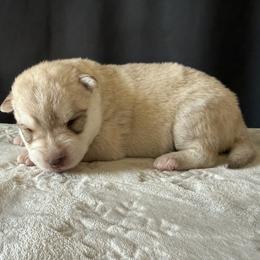 Shorty is her (nickname) - Red and white female Siberian Husky puppy in Fairborn, Ohio from Haven of Free Spirits