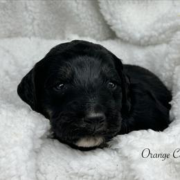Orange Collar - Black male Sheepadoodle puppy in Thornville, Ohio from Four Front Doodles & Friends