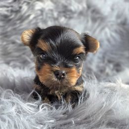 Jonathan - Blue and gold male Yorkshire Terrier puppy in Battle Ground, Washington from Joyful Yorkies