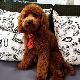 Pete - Poodle