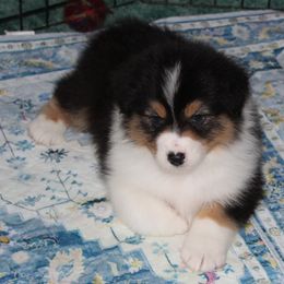 Allie - Australian Shepherd puppy from Briarbrook Australian Shepherds