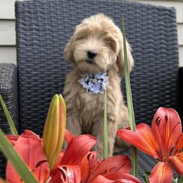 Sugar - Lavendar female Australian Labradoodle puppy in Morristown, New Jersey from English Manor Labradoodles