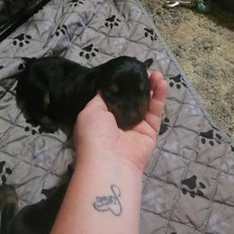 Raven - Black and rust female Doberman Pinscher puppy in Mount Orab, Ohio from Heyne Kennels