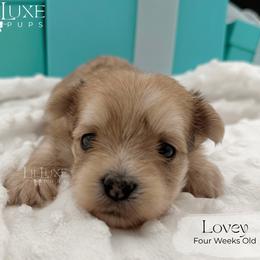 Lovey - Merle female Morkie puppy in Scottsdale, Arizona from Lil Luxe Pups