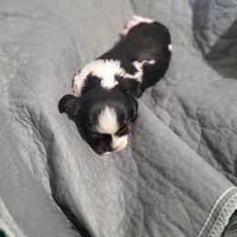 Border Collie and Cavalier King Charles Spaniel Puppies from Magnolia Acres