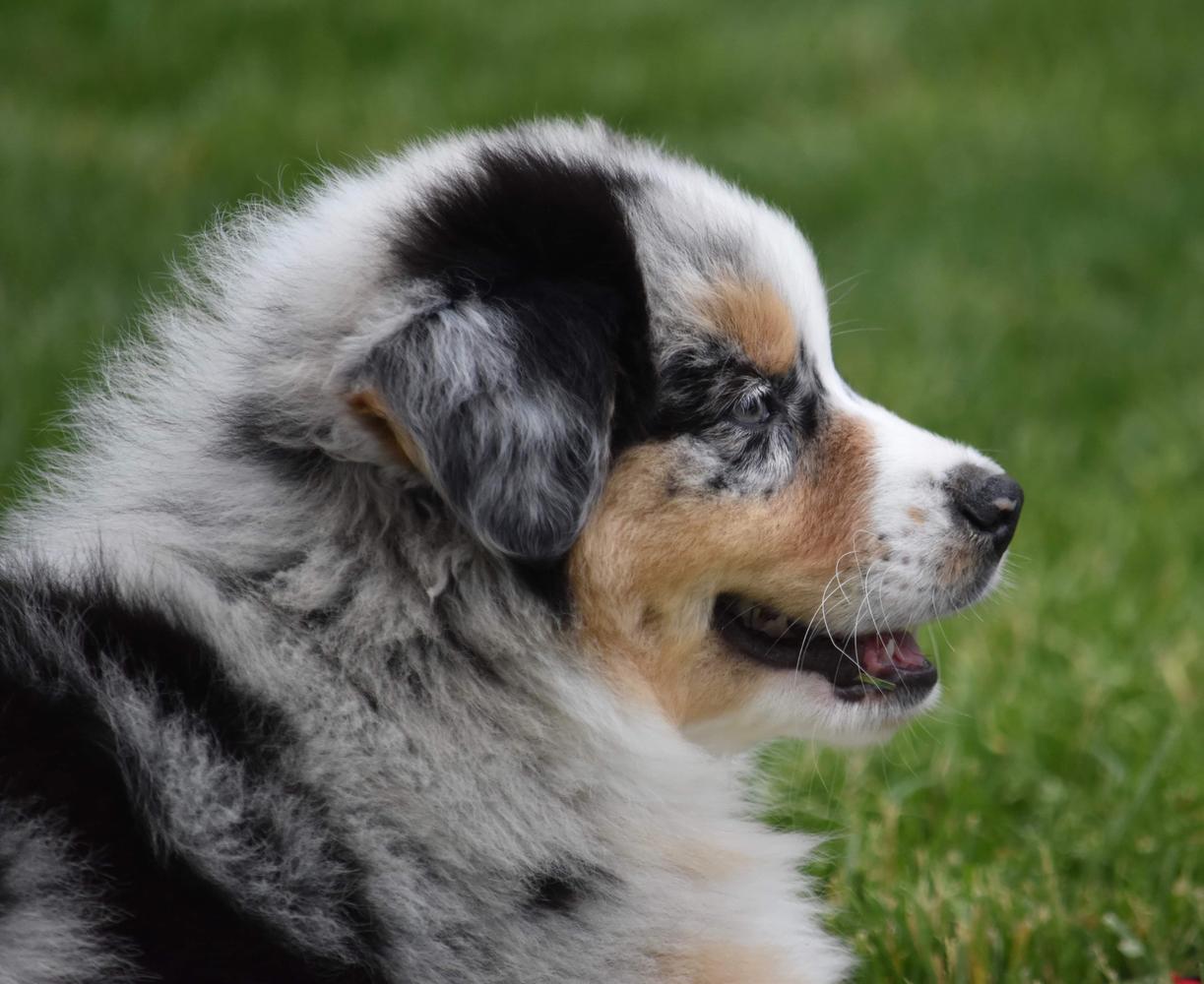 Prestige Australian Shepherds