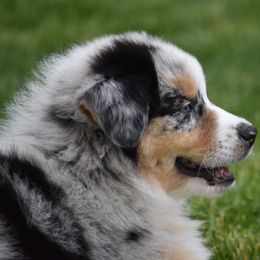 Australian Shepherd Puppies from Prestige Australian Shepherds