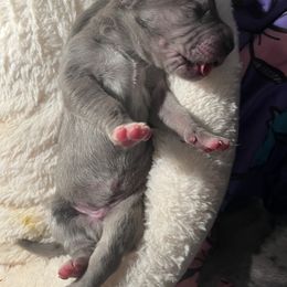 Great Dane Puppies from East Coast Great Danes