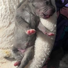 Great Dane Puppies from East Coast Great Danes