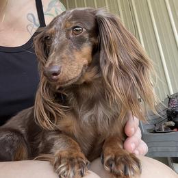 Sky - Dachshund