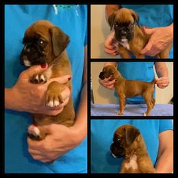 Black - Fawn male Boxer puppy in Butler, Pennsylvania from Schaible's Boxer Huddle