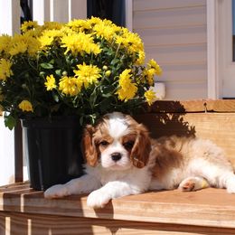 Paddington - Blenheim Cavalier King Charles Spaniel puppy in Mt. Ulla, North Carolina from Divine Cavaliers