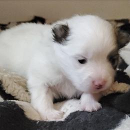 Dash - Tri-colored male Pomeranian puppy in Bellevue, Iowa from Fluffy Wonders Poms and Doodles