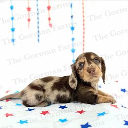 Freedom - Dapple male Dachshund puppy in Greenville, North Carolina from The Gorman Farms