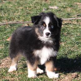 Cirrus - Black tri male Miniature American Shepherd puppy in Tiskilwa, Illinois from First Harmony Farms