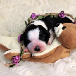 Border Collie Puppies from Team Reeves Ranch