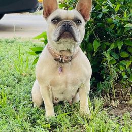Roxie - French Bulldog