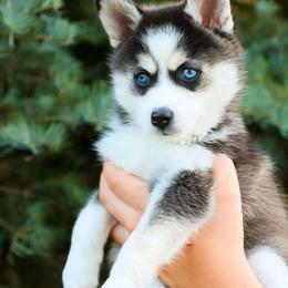 Diamond - Black and white female Pomsky puppy in Spring City, Pennsylvania from Pomsky Power Puppies