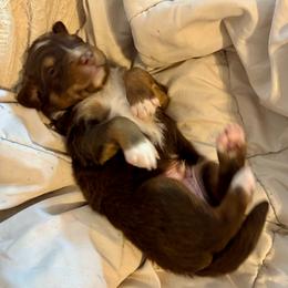 Fudge - Red tri-color male Australian Shepherd puppy in Arizona from BRR Aussies