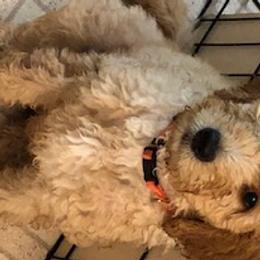 Barney - Goldendoodle