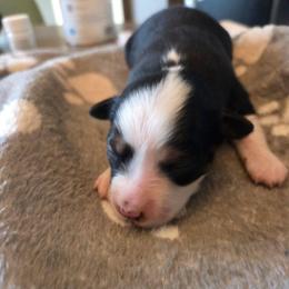Maryann - Black tri female Miniature Australian Shepherd puppy in Boring, Oregon from Tails and No Tails Salty Aussie Farms