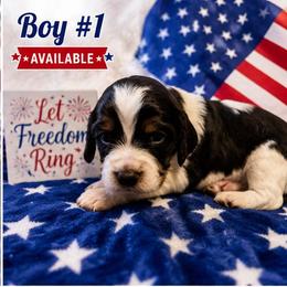 Boy 1 - Black white and tan male English Springer Spaniel puppy in Socorro, New Mexico from Huntin' Buddies