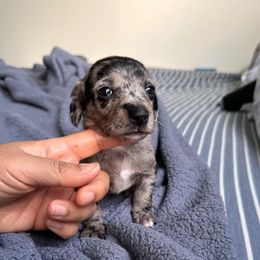 Robin - Dapple female Dachshund puppy in Palm Springs, California from Dachshunds of the Desert