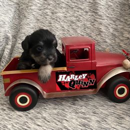 Miniature Schnauzer Puppies from Garrett Livestock & Schnauzers