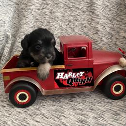Miniature Schnauzer Puppies from Garrett Livestock & Schnauzers