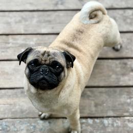 Duke - Pug
