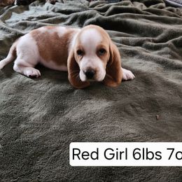 Red Girl - Red and white female Basset Hound puppy in Hood River, Oregon from The Walls Hounds With Heart
