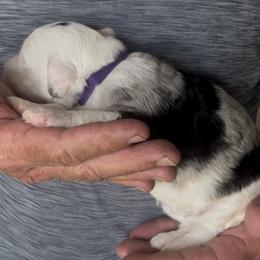 Tricks - Merle female Sheepadoodle puppy in Buford, Georgia from Guppy Puppies