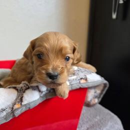 Angel - Red male Cavapoo puppy in Blackfoot, Idaho from Draper Mountain Doodles