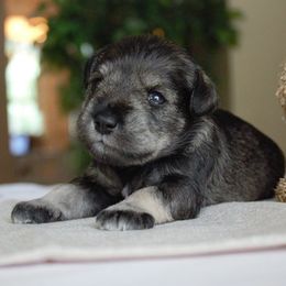 Miniature Schnauzer Puppies from King’s Miniature Schnauzers
