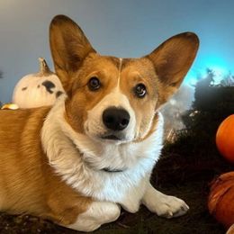 Brutus - Pembroke Welsh Corgi