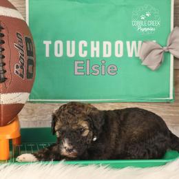 Elsie - Sable female Bernedoodle puppy in Heyworth, Illinois from Cobble Creek Puppies