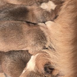 Border Collies and Pembroke Welsh Corgis from Kickin It Acres BCs