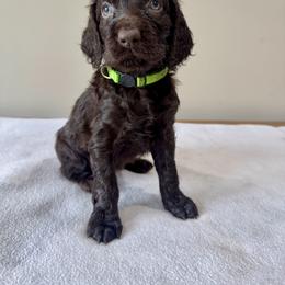 Boykin Spaniel Puppies from TNT Kennels