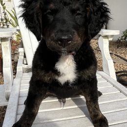 Bernedoodle Puppies from Orlando Bernedoodles