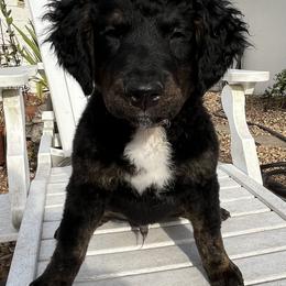Bernedoodle Puppies from Orlando Bernedoodles