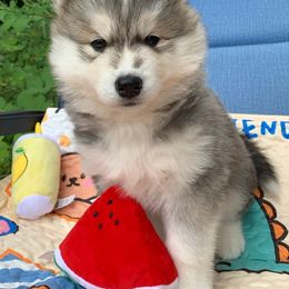Siberian Husky Puppies from Canace Siberians